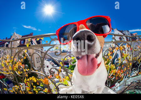 silly dumb crazy jack russell dog portrait in close up fisheye lens look on balcony on summer vacation holidays, sticking out tongue Stock Photo