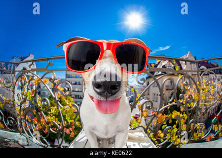 silly dumb crazy jack russell dog portrait in close up fisheye lens look on balcony on summer vacation holidays, sticking out tongue Stock Photo