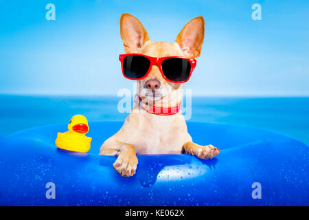 chihuahua dog  on a mattress in the ocean water at the beach, enjoying summer vacation holidays, wearing red sunglasses  with yellow     plastic rubbe Stock Photo