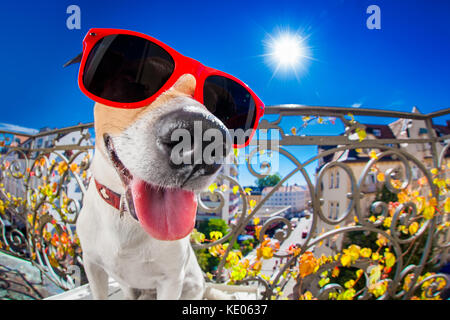 silly dumb crazy jack russell dog portrait in close up fisheye lens look on balcony on summer vacation holidays, sticking out tongue Stock Photo