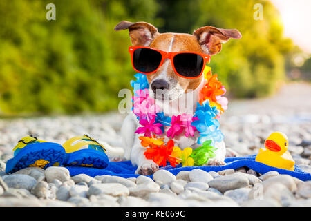 jack russell dog with a summer rubber duck and flip flops lying on a blue towel near the river outdoors sunbathing with funny sunglasses Stock Photo Alamy