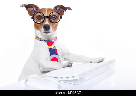 jack russell  secretary dog booking a reservation online using a pc computer laptop keyboard , isolated on white background Stock Photo