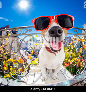 silly dumb crazy jack russell dog portrait in close up fisheye lens look on balcony on summer vacation holidays, sticking out tongue Stock Photo