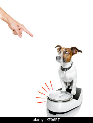 owner punishing dog with guilty conscience pointing with finger for overweight, and to loose weight , standing on a scale, isolated on white backgroun Stock Photo
