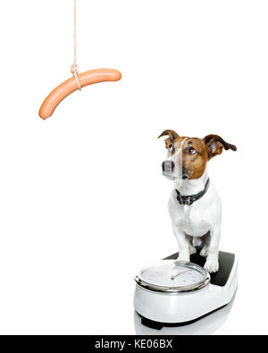 owner punishing dog with sausage for overweight, and to loose weight , standing on a scale, isolated on white background Stock Photo