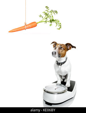 owner punishing dog with carrot  for overweight, and to loose weight , standing on a scale, isolated on white background Stock Photo