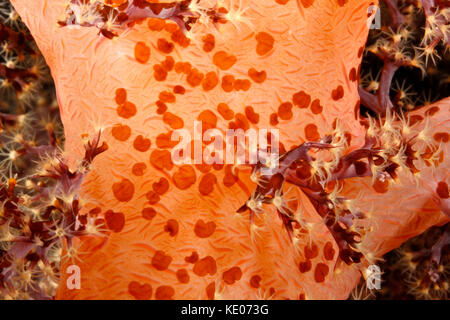 Acoel Flatworms, Waminoa sp, living on soft corals. Stock Photo