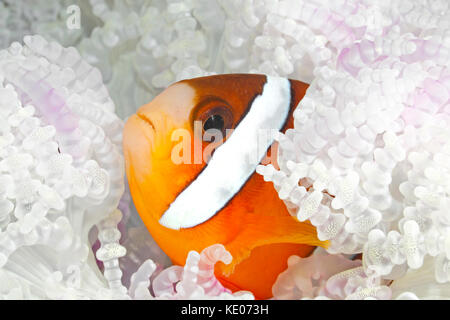 Bleached Sea Anemone. Global warming & high ocean temperatures have caused the anemone to bleach. This process is almost identical to coral bleaching. Stock Photo
