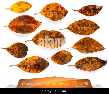 The collection of live yellow brown leaves at points from the worms. Set of autumn leaves on a white background. Plants on the isolated white backgrou Stock Photo