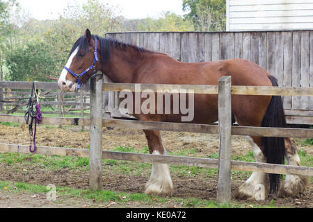 Old English shire horse in a stable yard Stock Photo