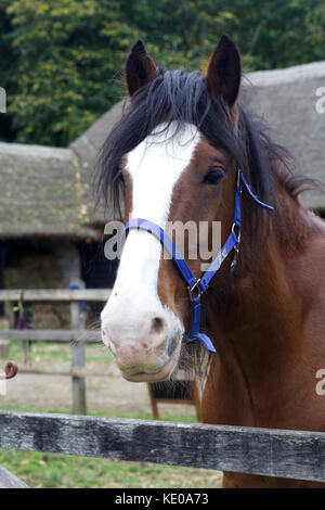 Old English shire horse in a stable yard Stock Photo