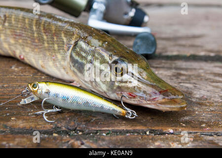 Freshwater Northern pike fish know as Esox Lucius and fishing rod with reel lying on vintage wooden background. Fishing concept, good catch - big fres Stock Photo