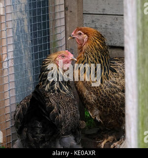 Two large free range Brahma hens, photographed in chicken coop. Stock Photo