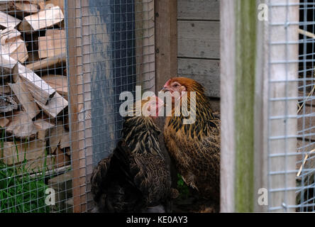 Two large free range Brahma hens, photographed in chicken coop. Stock Photo