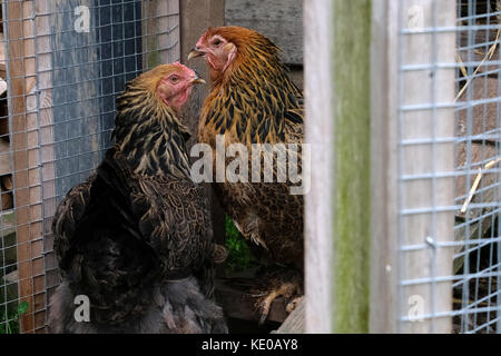 Two large free range Brahma hens, photographed in chicken coop. Stock Photo