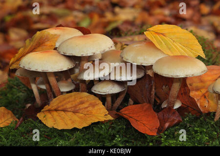 scotch bonnet (marasmius oreades), naturpark arnsberger wald, sauerland, nrw, germany / nelken-schwindling (marasmius oreades), naturpark arnsberger w Stock Photo