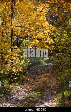 Beautiful colourful autumn forest landscape Stock Photo - Alamy
