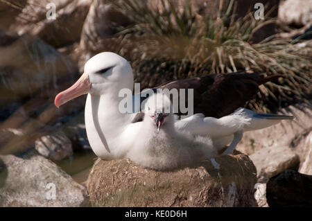 Black-Browed Albatross and her Chick Stock Photo
