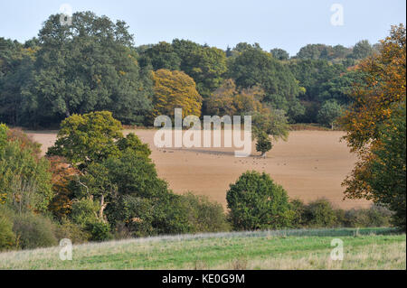 Trent Park, London, UK. 17th Oct, 2017. Autumn colours in Trent Park in Enfield, North London. Credit: Matthew Chattle/Alamy Live News Stock Photo