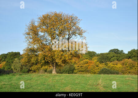 Trent Park, London, UK. 17th Oct, 2017. Autumn colours in Trent Park in Enfield, North London. Credit: Matthew Chattle/Alamy Live News Stock Photo
