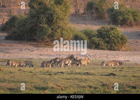 Herd of Burchell's Zebras in the distance in the Chobe National Park, Botswana Stock Photo