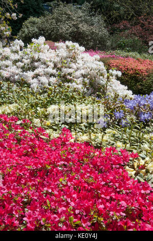 Springtime in the National Rhododendron Gardens at Olinda in the Dandenong Ranges, outside Melbourne, Australia Stock Photo