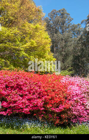 Springtime in the National Rhododendron Gardens at Olinda in the Dandenong Ranges, outside Melbourne, Australia Stock Photo