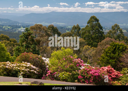 View out over the Yarra Valley at the National Rhododendron Gardens at Olinda in the Dandenong Ranges, outside Melbourne, Australia Stock Photo