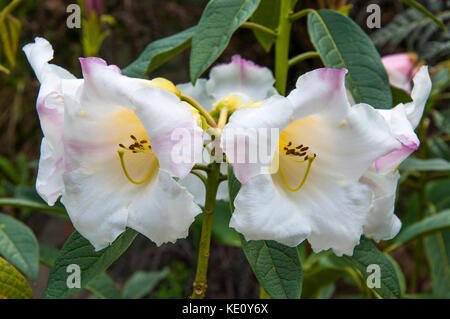 Rhododendron Mount Everest in flower at the National Rhododendron Gardens at Olinda in the Dandenong Ranges, Melbourne, Australia Stock Photo