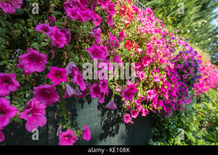 flowers full of color in a garden in summe Stock Photo