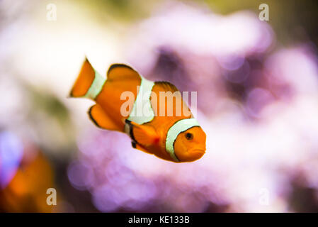 Clown fish underwater bokeh lights background Stock Photo