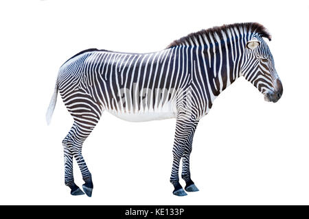Profile photo of a zebra isolated on white background Stock Photo