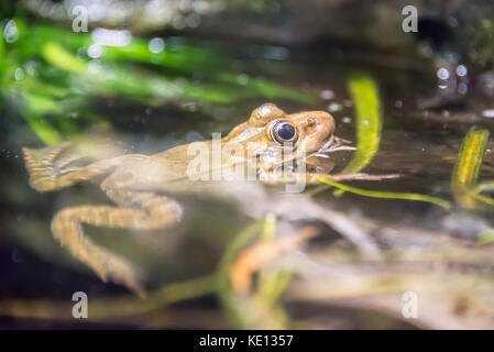 Common frog in water Stock Photo