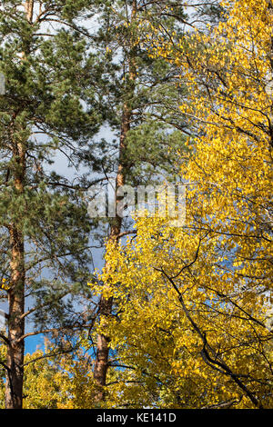 Pine stems in the autumn sunlight and blue sky background. Stock Photo