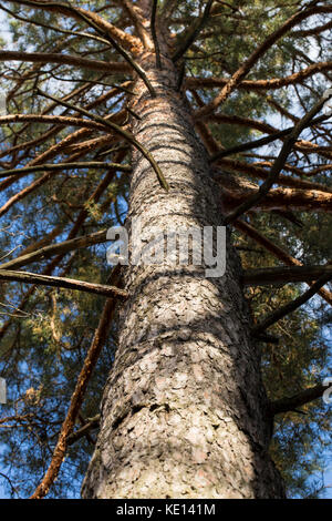 Pine stem in the autumn sunlight and blue sky background Stock Photo