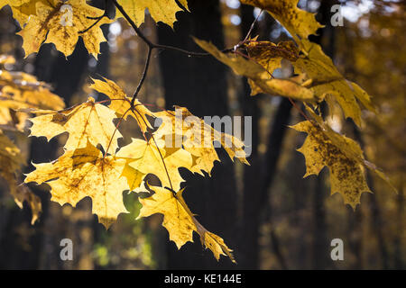 Autumn background with maple leaves in sunlight Stock Photo