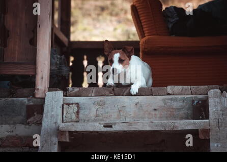 Puppy sitting on wooden stairs Stock Photo - Alamy
