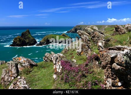 kynance cove near lizard point in cornwall,uk Stock Photo - Alamy