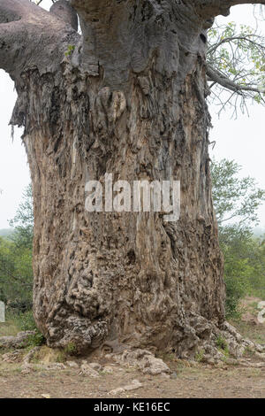 African baobab (Adansonia digitata) bark damaged by elephant, Kruger national park, South Africa Stock Photo