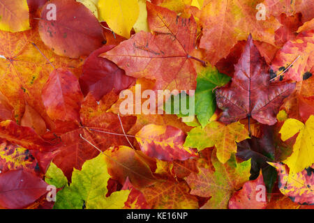 autumn background of colorfull  leaves Stock Photo