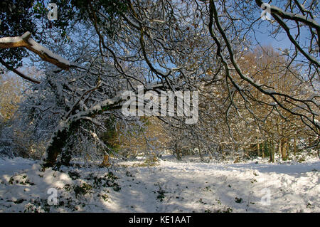 Southborough Common,Kent in snow Stock Photo