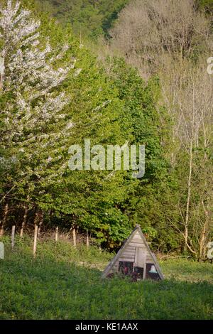 Rhode Island Red chickens, hens, in a homemade mobile fold unit, Wales, UK Stock Photo