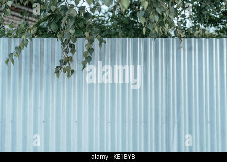 Fence in nature behind the site, in the autumn day, a branch of green deer from the top. Metal profile. Stock Photo