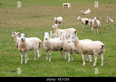 Herd of sheeps in Scotland, UK. Stock Photo