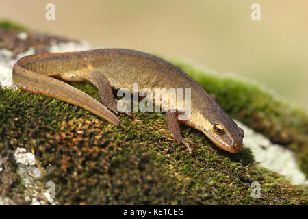Palmate newt (Lissotriton helveticus) Stock Photo
