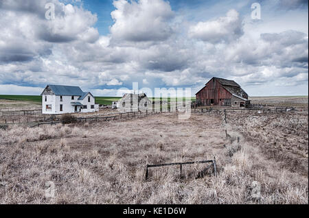 A homestead farm, with an old barn and other outbuildings, in the Palouse area of Eastern Washington is surrounded by sagebrush with green wheatfields Stock Photo