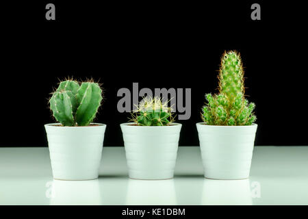 Close-up view of three cacti in pots isolated on black and white background Stock Photo