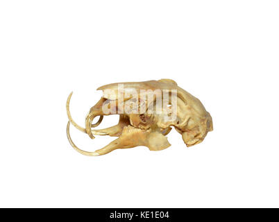 Rabbit skull with long teeth isolated on white background Stock Photo ...