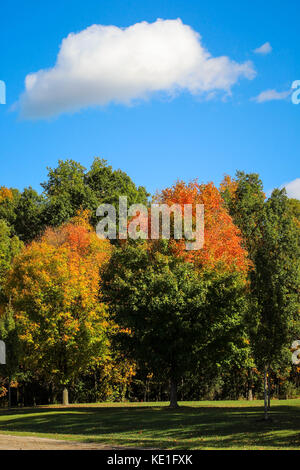 Autumn Trees in Michigan on a walk on a sunny day in a state park Stock Photo