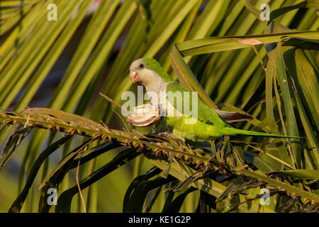 Monk Parakeet (Myiopsitta monachus) in the Pantanal region of Brazil. Stock Photo